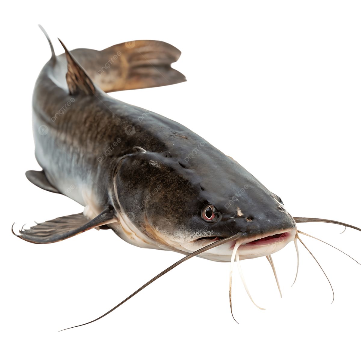 CatFish