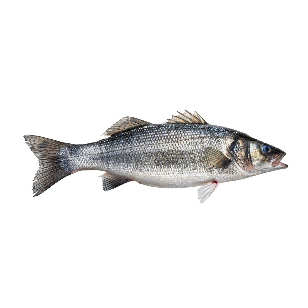 Codfish