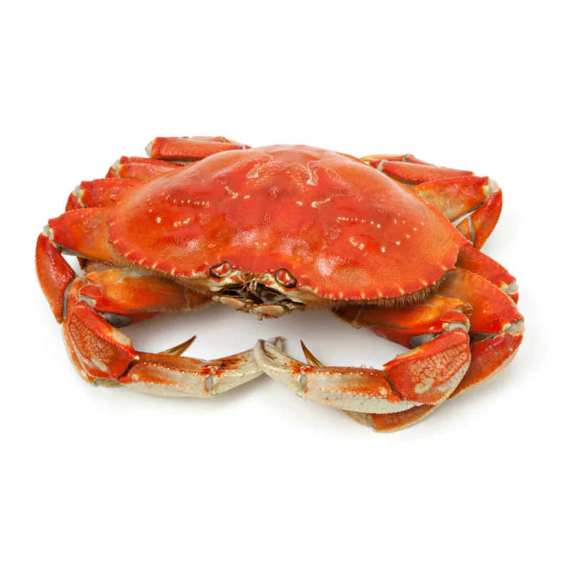 Lobster