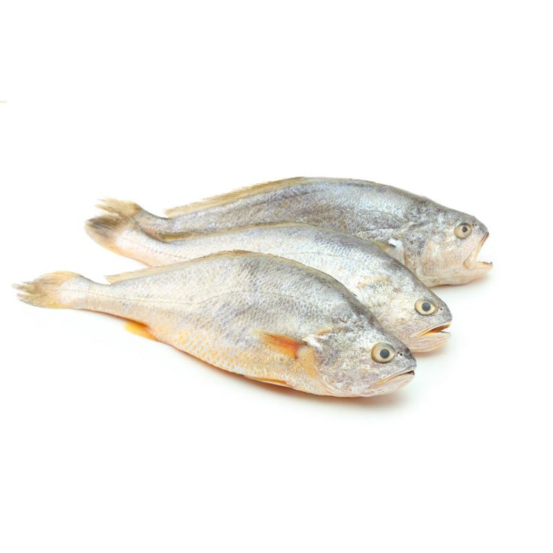 Croaker Fish