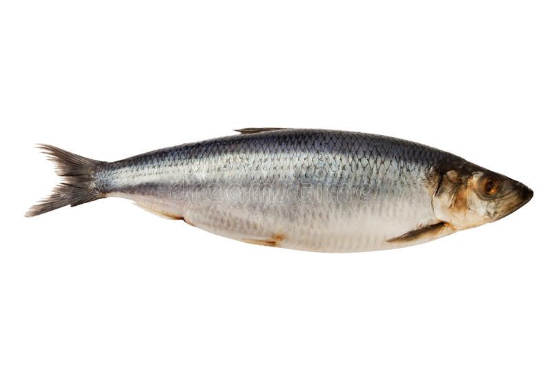 Herring