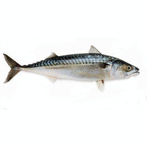 Mackerel