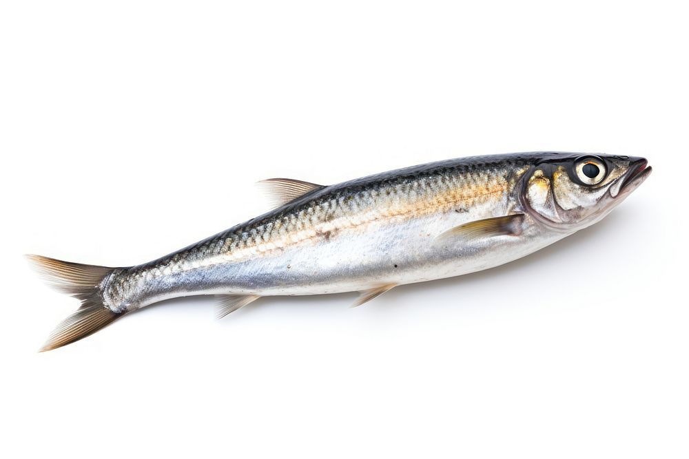 Sardine